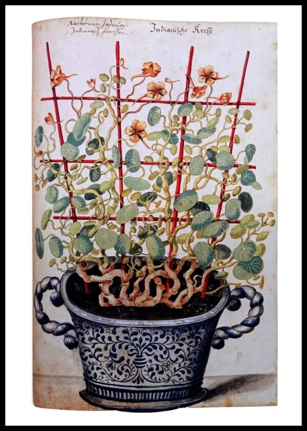 ALP F13086 Potted Flowers (Antique Prints)